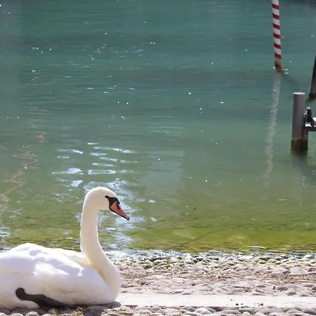 Salvi - * Peschiera del Garda